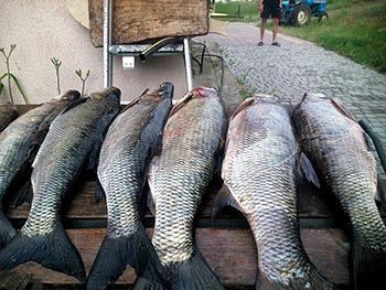 Рыбалка на базе «Дельта Роси»