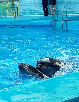 Бердянськ дельфінарій фото
