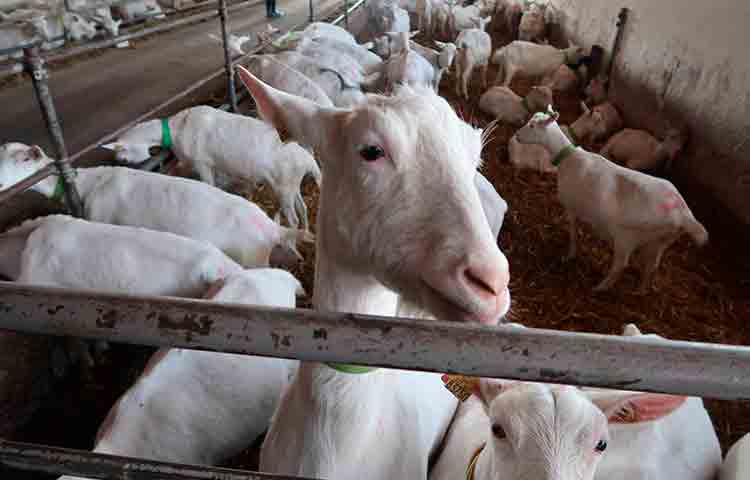 Зааненские козы на козьей ферме