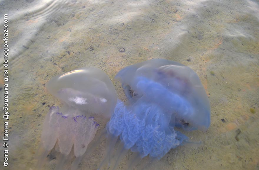 Кінбурнська коса море фото