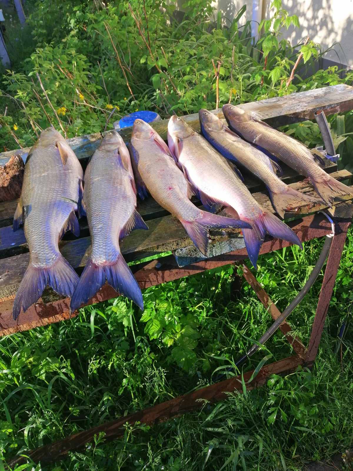 Рыбалка на Роси, рыболовная база «Дельта Роси»
