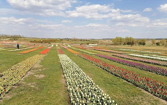 Киев тюльпанные поля Добропарк