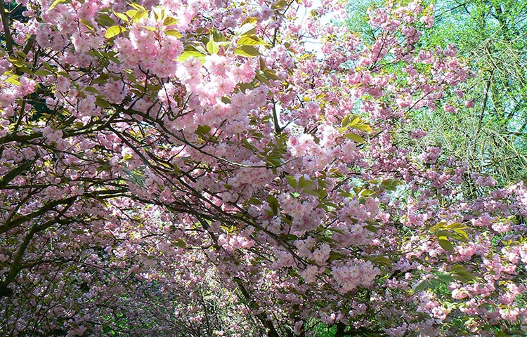 Цветение сакуры Закарпатье фото