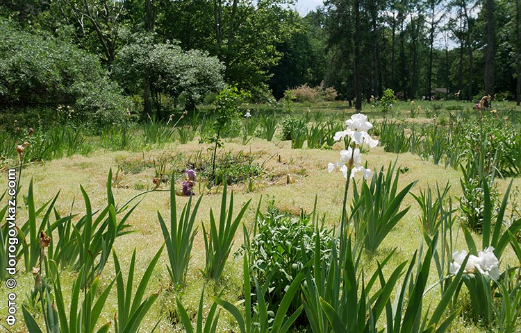 Криворудський дендропарк поляна закоханих фото