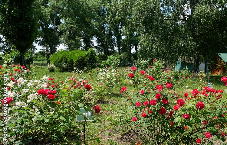 Криворудський дендропарк розарій фото