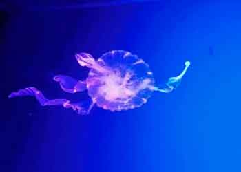 Первый в Украине Музей живых медуз Киев