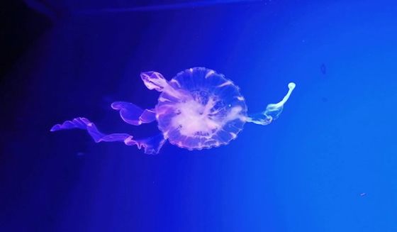 Музей медуз в Киеве фото