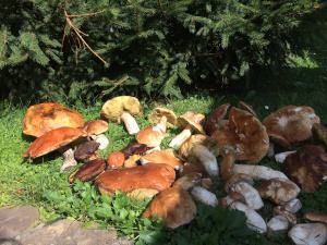 Велика Волосянка збір грибів фото